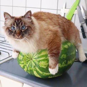 Meet your Posher, Ting